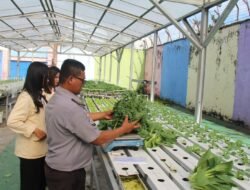 Panen Sayur Kale dan Pakcoy, Bukti Nyata Lapas Pekanbaru Terus Produktif dan Konsisten Dukung Ketahanan Pangan