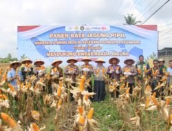 Polsek Kulim Gelar Panen Raya Jagung Kuartal II 2026, Dukung Program Swasembada Pangan Nasional