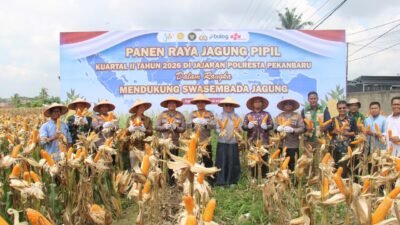 Polsek Kulim Gelar Panen Raya Jagung Kuartal II 2026, Dukung Program Swasembada Pangan Nasional
