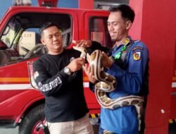 Zarman Candra: Selama Empat Bulan Ini, Tim DPKP Pekanbaru Banyak Melakukan Evakuasi Ular
