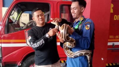 Zarman Candra: Selama Empat Bulan Ini, Tim DPKP Pekanbaru Banyak Melakukan Evakuasi Ular