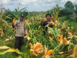 Polsek Tambusai Dampingi Petani PT. PSA, Dukung Swasembada Pangan Asta Cita Presiden Prabowo