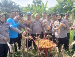 Polsek Wenapelan Panen Jagung Pipil Dukung Program Katahanan Pangan