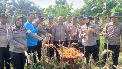Polsek Wenapelan Panen Jagung Pipil Dukung Program Katahanan Pangan