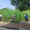 Polresta Pekanbaru Melakukan Pemantauan Perawatan Tanaman Jagung Pipil Milik Warga