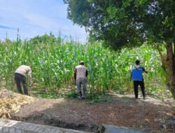 Polresta Pekanbaru Melakukan Pemantauan Perawatan Tanaman Jagung Pipil Milik Warga
