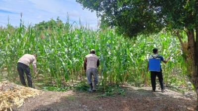Polresta Pekanbaru Melakukan Pemantauan Perawatan Tanaman Jagung Pipil Milik Warga