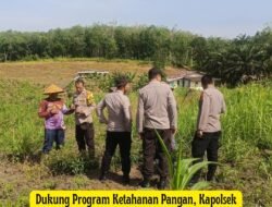 Dukung Program Ketahanan Pangan, Kapolsek Pekanbaru Kota Bersama Kelompok Tani Laksanakan Penanaman Jagung Hibrida