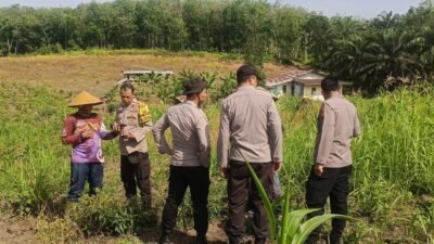 Dukung Program Ketahanan Pangan, Kapolsek Pekanbaru Kota Bersama Kelompok Tani Laksanakan Penanaman Jagung Hibrida