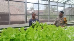 Polri Cinta Petani, Polresta Pekanbaru Melalui Polsek Limapuluh Turun Langsung Cek Kebun Sayur Organik Warga