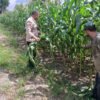 Polresta Pekanbaru Bersama Polsek Bukit Raya Kawal Swasembada Pangan Lewat Perawatan Jagung Pipil