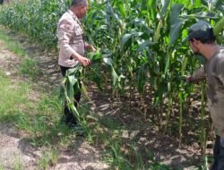 Polresta Pekanbaru Bersama Polsek Bukit Raya Kawal Swasembada Pangan Lewat Perawatan Jagung Pipil