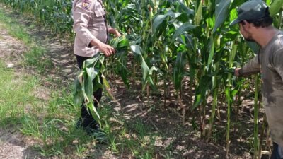 Polresta Pekanbaru Bersama Polsek Bukit Raya Kawal Swasembada Pangan Lewat Perawatan Jagung Pipil