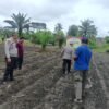 POLSEK KUNTO DARUSSALAM DUKUNG PROGRAM SWASEMBADA PANGAN MELALUI PENANAMAN JAGUNG PIPIL