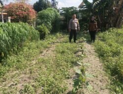 POLRESTA PEKANBARU HADIR DUKUNG KETAHANAN PANGAN, POLSEK LIMAPULUH, CEK TANAMAN UBI DAN TERONG MILIK WARGA