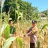 Dukung Ketahanan Pangan, Polsek Batang Cenaku Edukasi Petani Budidaya Jagung Pipil di Desa Bukit Lingkar