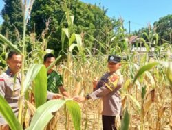 Dukung Ketahanan Pangan, Polsek Batang Cenaku Edukasi Petani Budidaya Jagung Pipil di Desa Bukit Lingkar