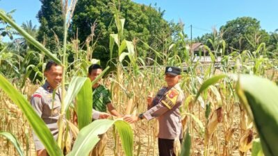 Dukung Ketahanan Pangan, Polsek Batang Cenaku Edukasi Petani Budidaya Jagung Pipil di Desa Bukit Lingkar