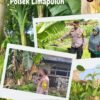 Polresta Pekanbaru Bergerak Nyata Dukung Ketahanan Pangan, Polsek Limapuluh Monitoring Tanaman Bergizi Warga