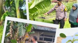 Polresta Pekanbaru Bergerak Nyata Dukung Ketahanan Pangan, Polsek Limapuluh Monitoring Tanaman Bergizi Warga