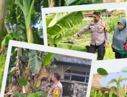 Polresta Pekanbaru Bergerak Nyata Dukung Ketahanan Pangan, Polsek Limapuluh Monitoring Tanaman Bergizi Warga