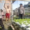 Polresta Pekanbaru Perkuat Ketahanan Pangan, Bhabinkamtibmas Dampingi Petani Selada dan Pakcoy di Tanjung Rhu