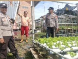 Polresta Pekanbaru Perkuat Ketahanan Pangan, Bhabinkamtibmas Dampingi Petani Selada dan Pakcoy di Tanjung Rhu