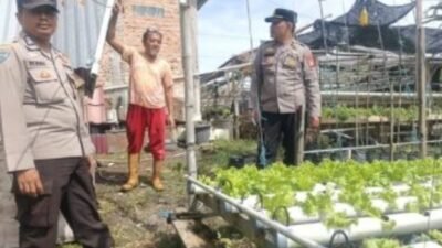 Polresta Pekanbaru Perkuat Ketahanan Pangan, Bhabinkamtibmas Dampingi Petani Selada dan Pakcoy di Tanjung Rhu