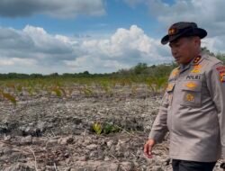 Kapolda Riau Datangi Lokasi Perusakan Mangrove Seluas 118 Hektare di Rohil, 2 Pelaku Ditangkap