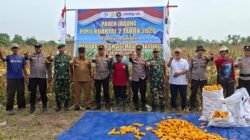 Polresta Pekanbaru Perkuat Swasembada Pangan, Polsek Rumbai Panen 3 Ton Jagung
