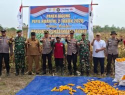 Polresta Pekanbaru Perkuat Swasembada Pangan, Polsek Rumbai Panen 3 Ton Jagung