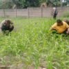 Polresta Pekanbaru Dorong Swasembada Pangan, Personel Polsek Binawidya Aktif Rawat Tanaman Jagung