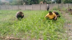 Polresta Pekanbaru Dorong Swasembada Pangan, Personel Polsek Binawidya Aktif Rawat Tanaman Jagung