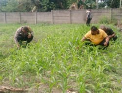 Polresta Pekanbaru Dorong Swasembada Pangan, Personel Polsek Binawidya Aktif Rawat Tanaman Jagung